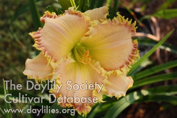 Daylily Spiked Buttermilk